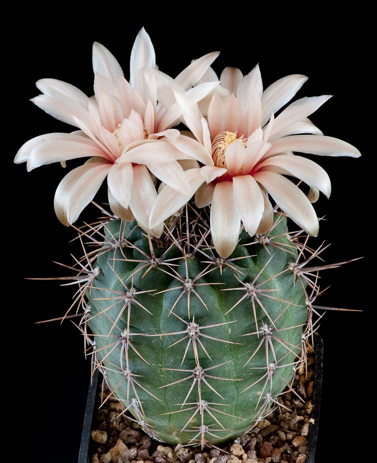 Gymnocalycium fischeri ssp suyuquense